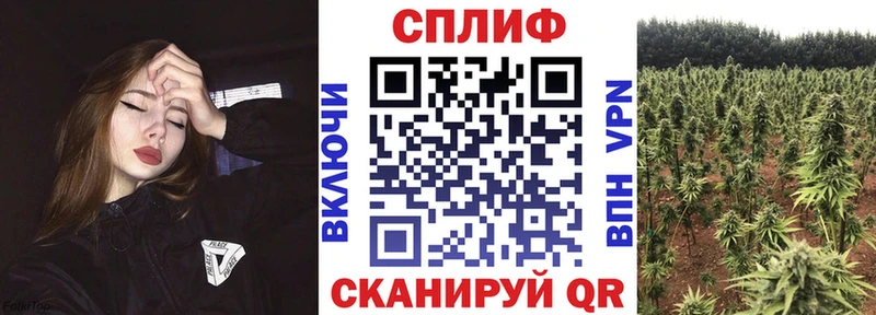 Бошки марихуана конопля  Махачкала 
